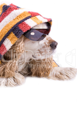 cute dog on a white background