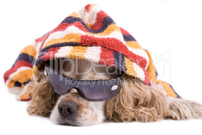 cute dog on a white background