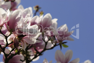 magnolienbluete 1