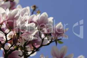 magnolienbluete 1