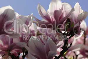 magnolienbluete 7