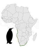 Brillenpinguin Afrika