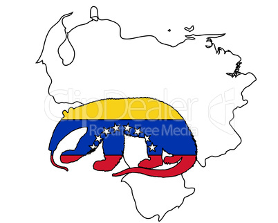 Ameisenbär Venezuela