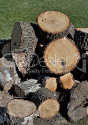 Feuerholz für den nächsten Winter