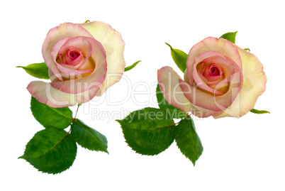 Beautiful roses