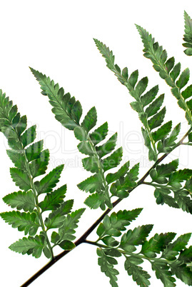 Fern leaf