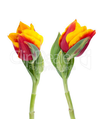 Two yellow and red tulips