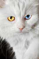 varicoloured eyes white cat