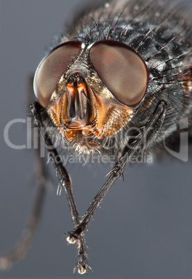 Fly close up