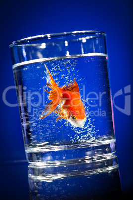 Gold small fish in a water glass