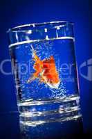 Gold small fish in a water glass