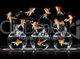 goldfishs jumps