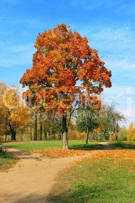 Autumn maple.