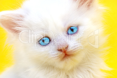 White kitten with blue eyes.
