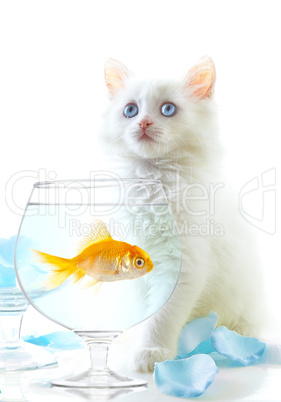 kitten and fish