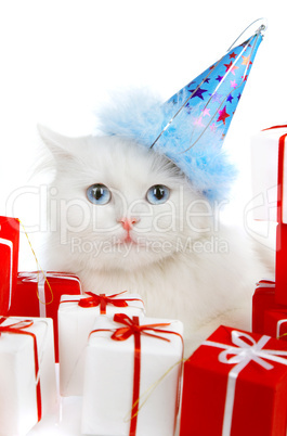 White cat with gifts