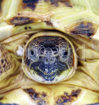 Photo of a turtle close up