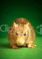 Rat on a green background