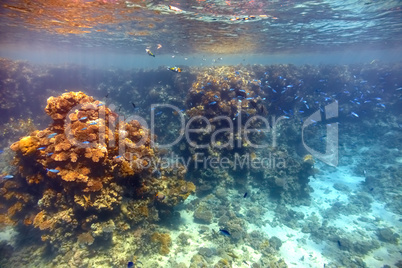 Coral reef in Red sea