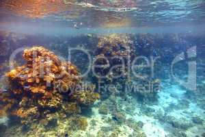 Coral reef in Red sea