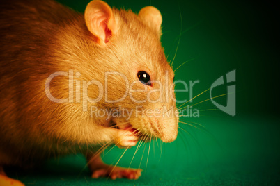 Rat on a green background