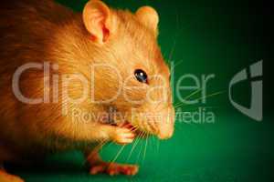 Rat on a green background