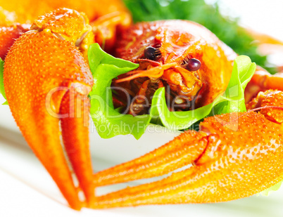 Boiled crawfish on a white background