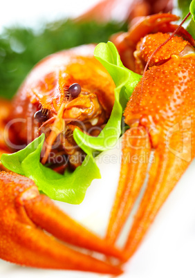 Boiled crawfish on a white background