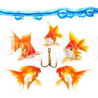 Five small fishes at a hook