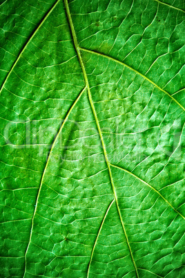 green leaf