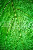 green leaf