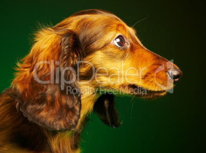 puppy dachshund