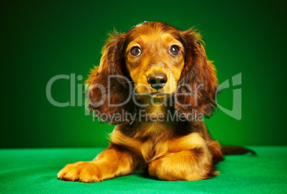 puppy dachshund