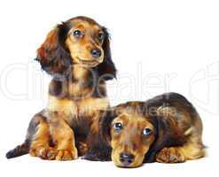 puppys dachshund