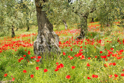 Klatschmohn Olivenhain - corn poppy in olive grove 06