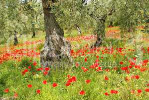 Klatschmohn Olivenhain - corn poppy in olive grove 06