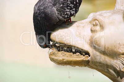 Taube trinkt - Pigeon drinking 01