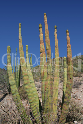 Organ Pipe 1