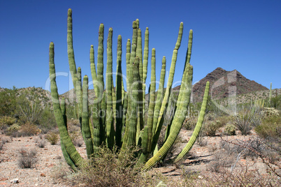 Organ Pipe 2