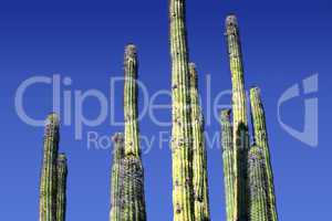 Organ Pipe 3