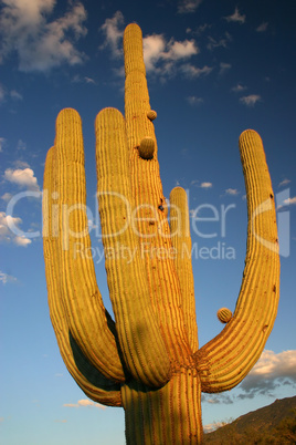 Saguaro NP 1