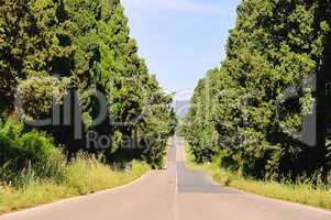 Zypressenallee laengste Italiens - cypress avenue longest from Italy 03
