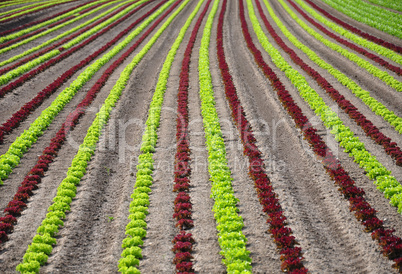 Feld mit Salat