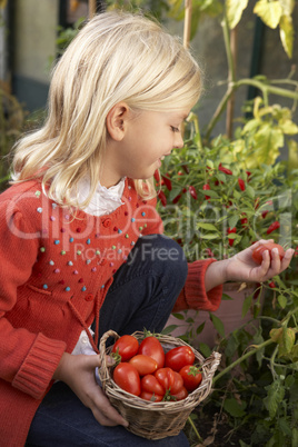 Young child harvesting tomatoes