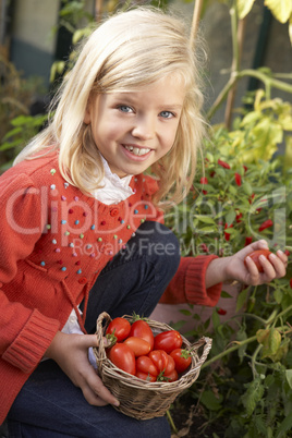 Young child harvesting tomatoes