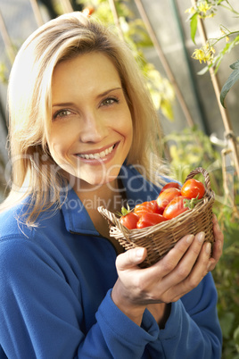 Young woman harvesting tomatoes