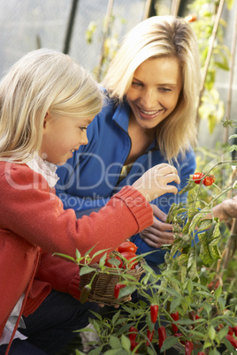 Young woman with child harvesting tomatoes