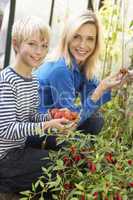 Young woman with teenager harvesting tomatoes