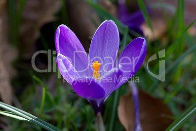 Beautiful blue crocus