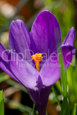 Beautiful purple crocus